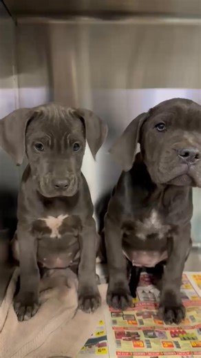 We have a URGENT situation!!! Got a call from one of my partners in California. Kern County animal shelter, where we have taken majority of our Corsos has 30 Corso’s coming in from a breeder shut down today’s intake was a mama and her two young puppies and a male. Tomorrow 26 Corso’s will be brought in. They’re absolutely full. We need to get these babies adopted.!!! Our hope is to get them placed DIRECTLY from the shelter. So if you are interested, I suggest you start the process of getting tra