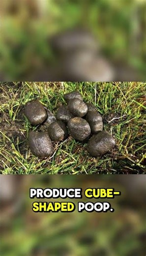 CUBE-SHAPED POOP?!