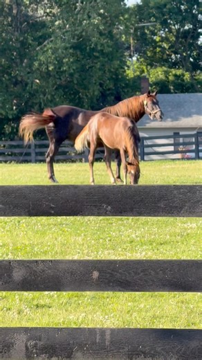 Siamo all’interno di un allevamento e maneggio per cavalli da corsa, un allevamento di st Siamo all’interno di un allevamento e maneggio per cavalli da corsa, un allevamento di stalloni da corsa Thoroughbred, con un programma di ritiro e riabilitazione per cavalli pensionati | Il mio trip in Canada