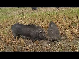 🐷 Best Moments of 2 Pigs 🐷 | Hilarious and Adorable Pig Compilation || village farm || wild pigs ||