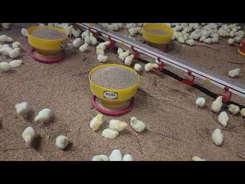 Brooder house renovation for the 2026 chicken production season!