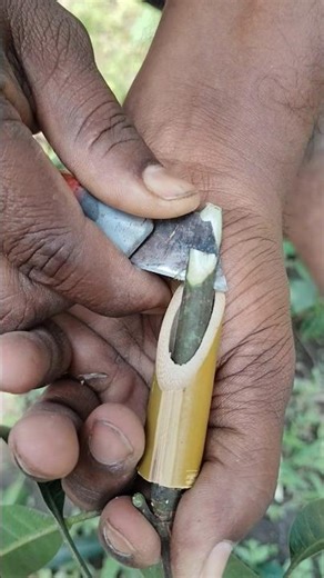 Mango Tree Grafting Unique Tips #shorts #mango #tree