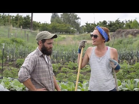 Creating Beautiful Farmhouse Window Boxes | How We Leave The Farm | Working The Market Garden