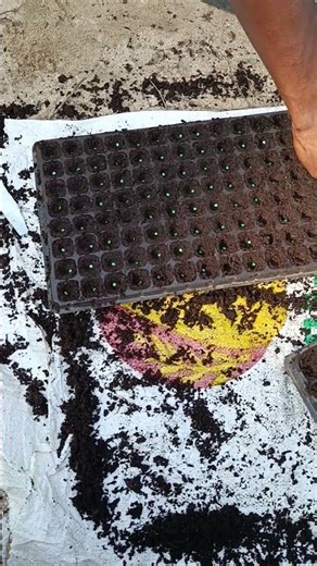 Planting bell pepper the right way 🌶️ Follow the process from seedling to healthy plants#bellpeppers