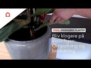Pasning af violinfigen: Gode råd til ompotning og beskæring
