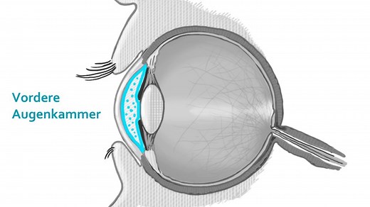 Anatomie und Aufbau des menschlichen Auge erklärt