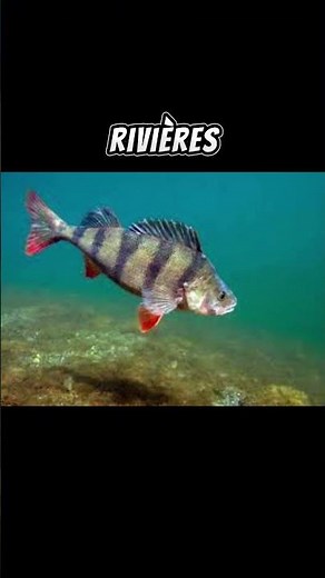 pêche des débutants et des experts