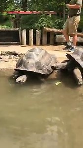 60K views · 5.1K reactions | A dip in the pool on a hot day. Galapagos tortoises can't swim but they can float due to an extra layer of blubber. You can visit and touch our tortoises at 2pm each day during the summer. PSA announcement - Not all tortoises can float so it's best never to place a turtle or tortoise you find in the wild in water. Many tortoises have drowned due to well-meaning individuals tossing them into a nearby lake or stream. | Cincinnati Zoo & Botanical Garden | Facebook