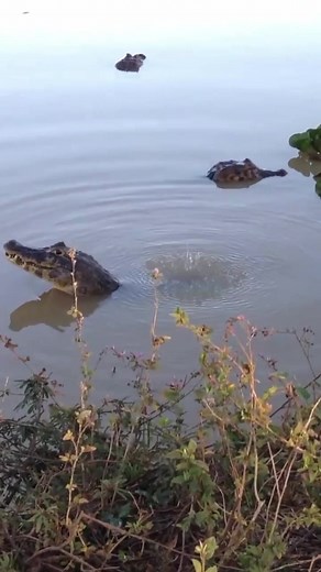 Caiman Farting Compilation - Funny Wildlife Moments