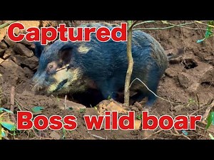 We captured a boss wild boar hiding in a village deep in the mountains of Japan.