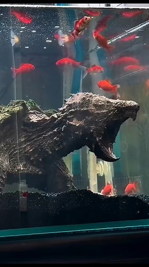 狠角色鳄龟。 #SnappingTurtle #NaturePredator #鳄龟狠角 #动物界硬汉 #生存本能 | 用眼看世界