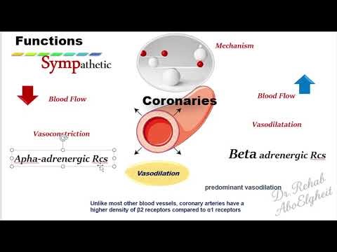 Lec 8 Sympathetic to thoracic and abdominal viscera