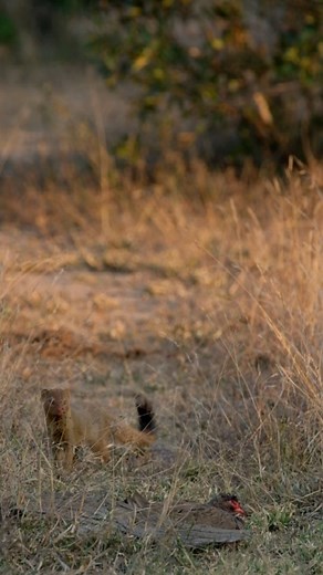 Nature Is Metal on Instagram: "As Luck Would Have It 📽 by @ok_snaps Slender mongoose takes out a napping swainson’s spurfowl Sleeping in the wild is a strange thing to think about. For me, the notion of being dragged out of my tent (in this scenario I’d have a tent) in the middle of the night by a hungry nocturnal predator would undoubtedly affect the quality of my nightly rest. Even with humanity’s overall technological advantage, this still manages to give me great pause. It makes me t
