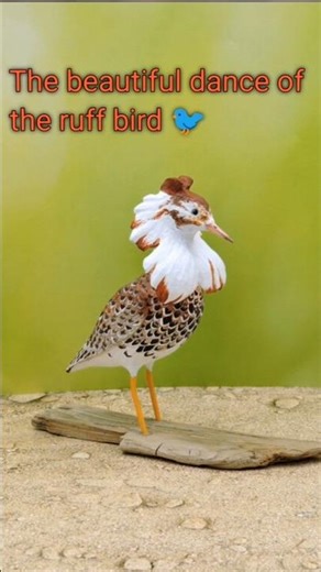 🔥 The Ruff Bird: Nature’s Most Stylish Dancer#short video