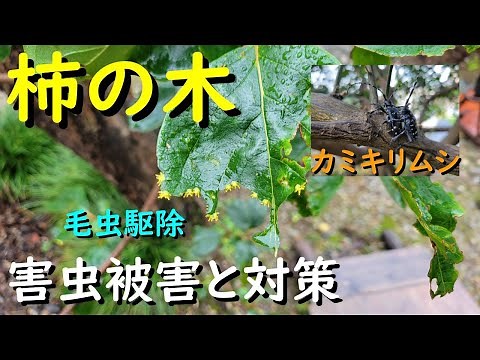 柿の木 今年被害の多い害虫と対策（毛虫の駆除方法とカミキリムシの食害）