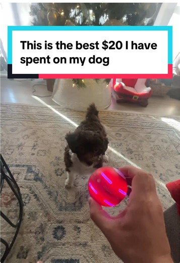 Top Dog Toys Under $20 for Happy Pups