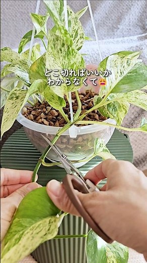伸びすぎたポトス、なかなか切る勇気が出なくて困ってませんか？ポトスはとても丈夫、思い切ってCutしてみよう‼️#ポトス #剪定 #観葉植物 #観葉植物のある暮らし #plants