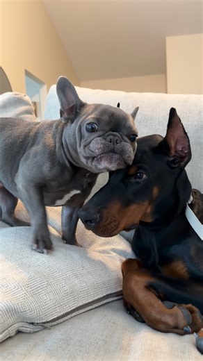 Archie & Tarzan | Poor Tarzan has to deal with Archie’s attitude 😅 #frenchie #frenchbulldog #doberman #dogs #dobermanpinscher | Instagram