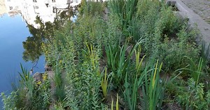 Un radeau végétalisé qui flotte sur l'eau à Paris sert de refuge à la biodiversité