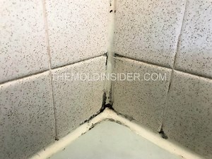 Will Hydrogen Peroxide Kill Mold in Bathroom? (The DIY Guide) - The Mold Insider