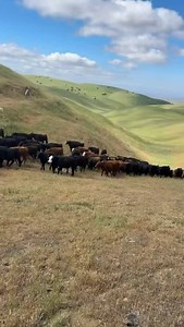 2.4K views · 1K reactions | At K4 Ranch, we take immense pride in our...