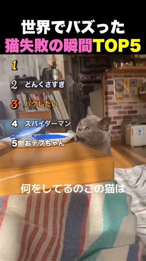 猫失敗の瞬間TOP5