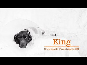 King: The Unstoppable Three-Legged Dog Seeks A Forever Home