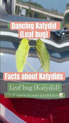 Unveil the Mystery: Where Do Katydids Get Their Name? #NatureFacts #Katydids