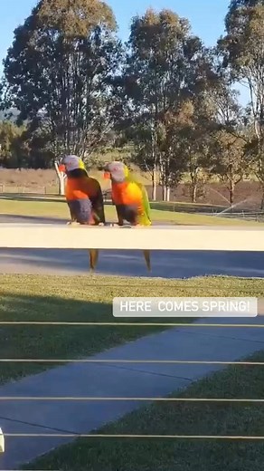 Wild Animals Australia on Reels