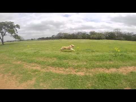 Go PRO - Golden Retriever in Full Run.
