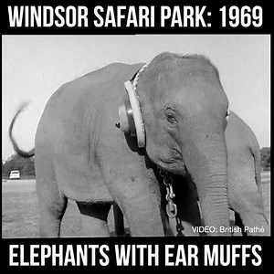 54K views · 290 reactions | So this is how elephants dealt with noise from Heathrow Airport in the 1960s! It's 20 years since Official LEGOLAND Windsor opened on the site of the old Windsor Safari Park - so an excuse for a chuckle at some elephant ear muffs! | BBC Berkshire | Facebook
