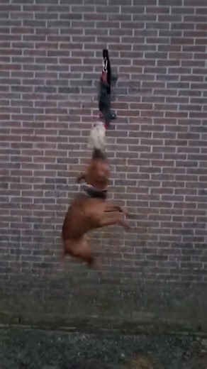 GREAT MOVIE OF FOREST HILL’S KNL'S DOG, PLAY WITH SPRING POLE💯💯💯🦾🦾🦾 | TOP APBT WORLD