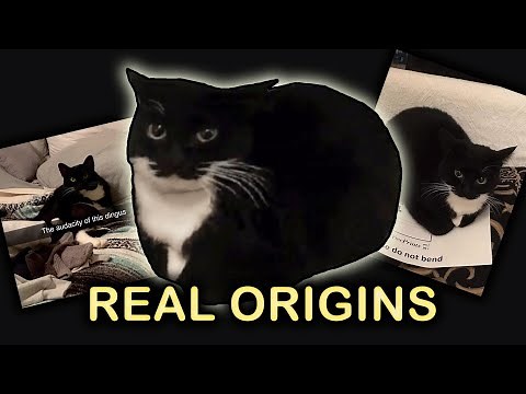 The Real ORIGINS of Maxwell The Cat