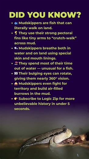 🐟 The Fish That Can Walk on Land!😲