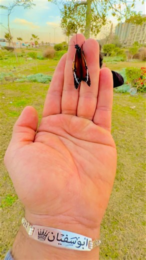 الفراشة الشقية مجننة الكل😂😂😂🦋🦋