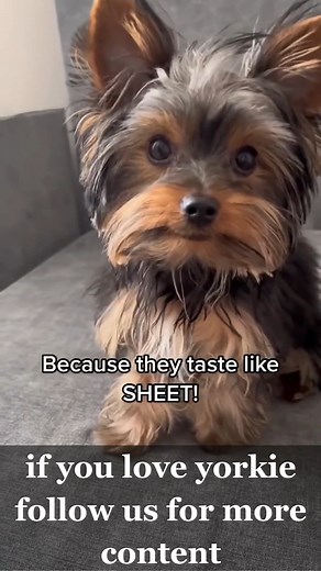 A Halloween joke for you! I crack myself up! #yorkie #yorkielife #yorkielove #yorkiepuppy #teacupyorkie #yorkshire #yorkshireterrier #yorkiesofinstagram #yorkiesoftiktok | Yorkie Lovers