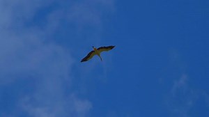 Stork, Flying, Air. Free Stock Video