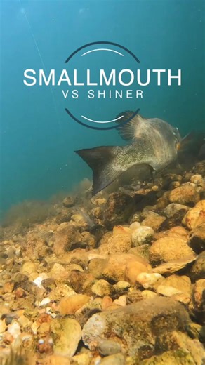 21K views · 38 reactions | Smallmouth vs Shiner! Why do you think the...