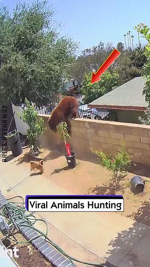 Viral Animals Hunting | Paige Hathaway