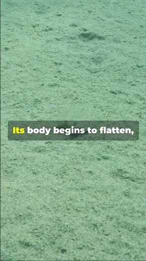 Mind Blowing Flatfish Transformation