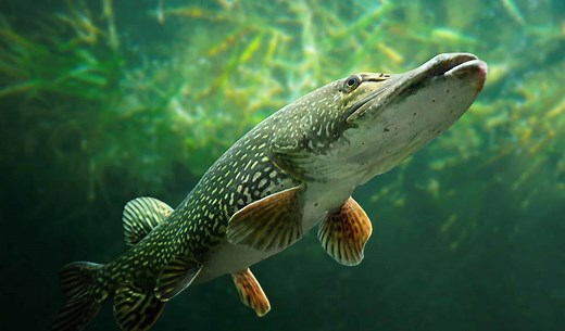 Northern Pike Size Comparison: Just How Big Do They Get?