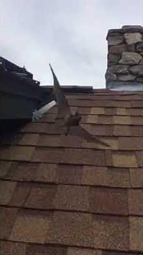 Bat Removal in Massachusetts