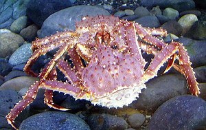 Red king crab - Alchetron, The Free Social Encyclopedia
