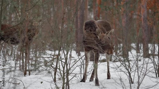 Young elk calf looking at camera in deep snow in pine forest. Wild moose animal standing in winter nature with trees. Wildlife mammal in natural woodland habitat during cold season outdoors.