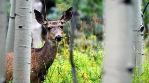 Single Female Deer Watches Closely Dense Stock Footage Video (100% Royalty-free) 11555441 | Shutterstock