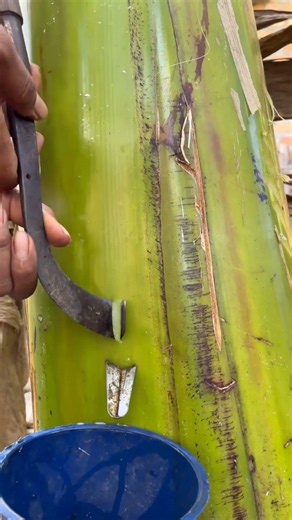 Amazing Banana Tree Stem Carving Art | Satisfying ASMR 🌿🔪