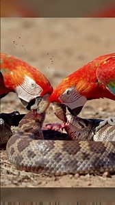 Parrot vs Snake | Shocking Jungle Battle Caught on Camera! #shorts #parrot #shortvideo