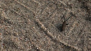 a large forest beetle runs across the sand, a beetle with a large mustache, a barbel beetle, slow motion
