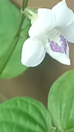 BACAAN MERDU SURAH SABA' 33