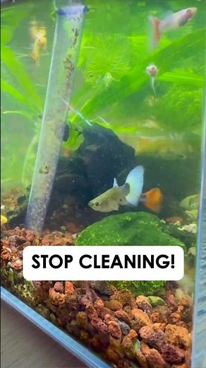 Stop Cleaning Fish Poop?! You're Killing Your Tank (Here's Why)